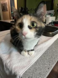 Reunited Female Cat last seen Cone blvd., dell wood ave, Greensboro, NC 27408