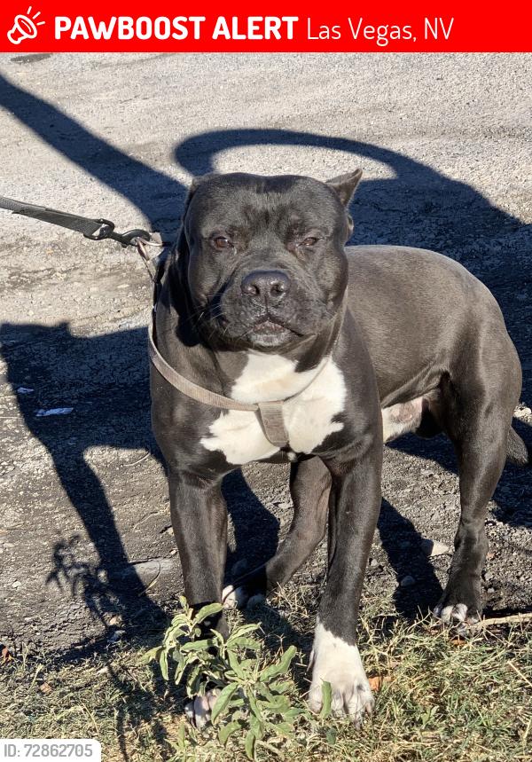 Lost Male Dog last seen Rancho and vegas Dr , Las Vegas, NV 89106