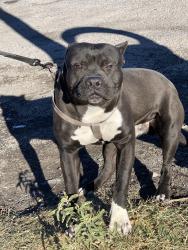 Lost Male Dog last seen Rancho and vegas Dr , Las Vegas, NV 89106