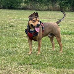 Found/Stray Male Dog last seen Near the softball field , Boiling Springs, SC 29316