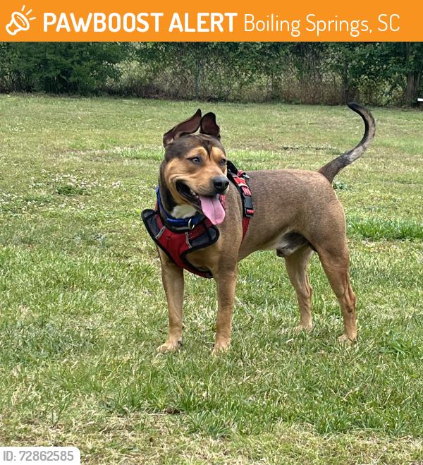 Found/Stray Male Dog last seen Near the softball field , Boiling Springs, SC 29316