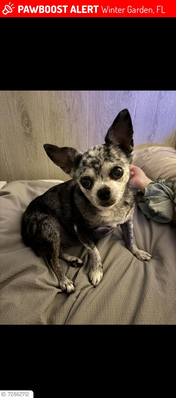 Lost Female Dog last seen Shadowmoss Dr x Santee Tere Ln, Winter Garden, FL 34787
