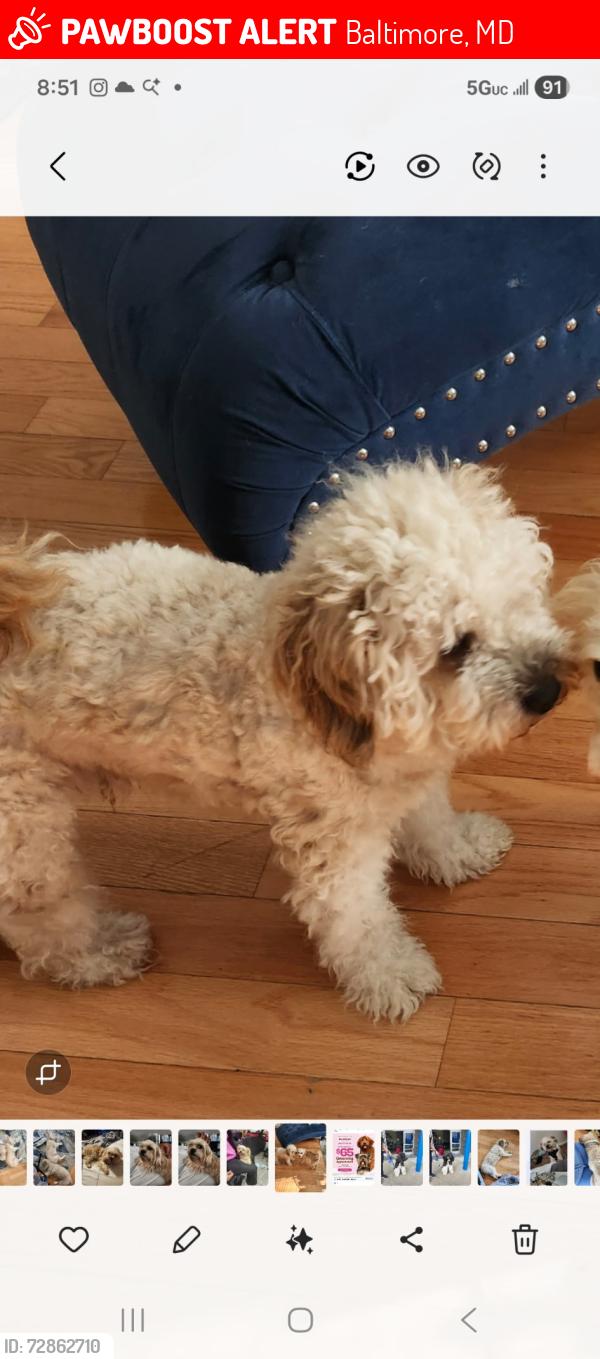 Lost Male Dog last seen Park heights and Northern Parkway, Baltimore, MD 21215