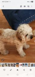 Lost Male Dog last seen Park heights and Northern Parkway, Baltimore, MD 21215