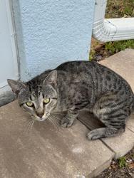 Found/Stray Male Cat last seen Near & Victory Palm Dr , Edgewater, FL 32132