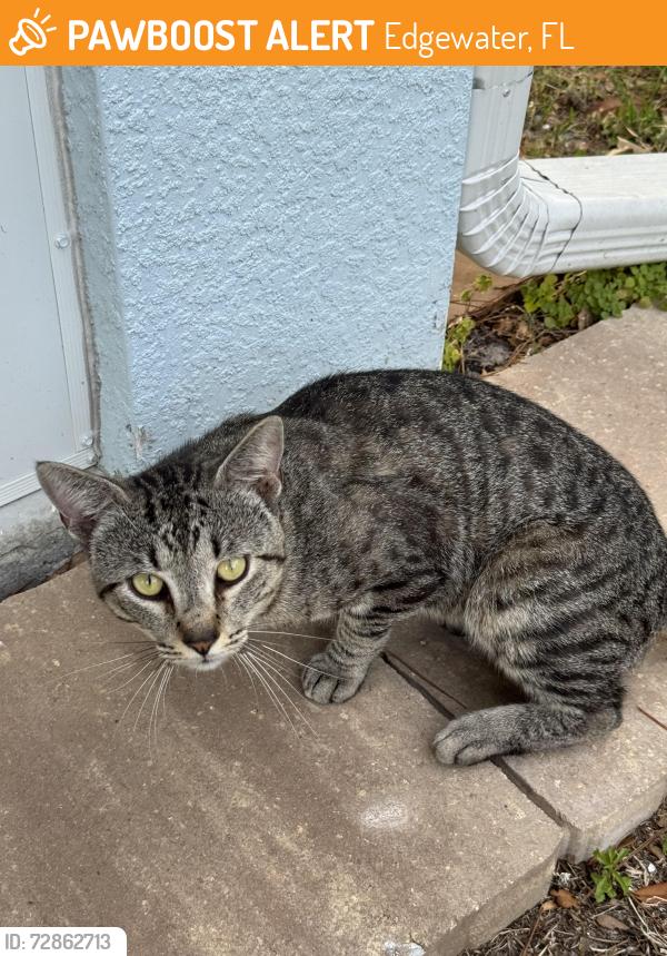 Found/Stray Male Cat last seen Near & Victory Palm Dr , Edgewater, FL 32132
