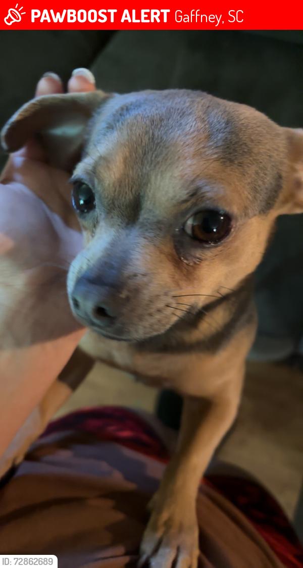 Lost Male Dog last seen Near chesnee hwy, Gaffney, SC 29341