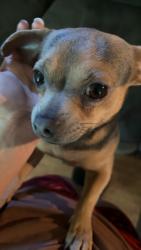 Lost Male Dog last seen Near chesnee hwy, Gaffney, SC 29341