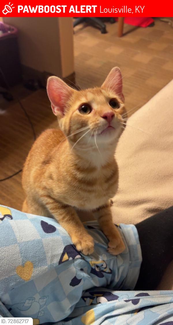 Lost Male Cat last seen In apmt, Louisville, KY 40218
