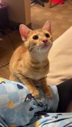 Lost Male Cat last seen In apmt, Louisville, KY 40218