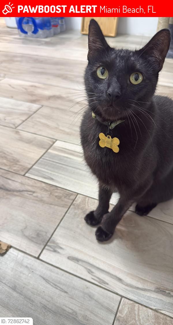 Lost Male Cat last seen Between 15th and 16th on jefferson st., Miami Beach, FL 33139
