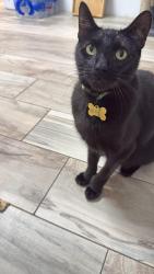 Lost Male Cat last seen Between 15th and 16th on jefferson st., Miami Beach, FL 33139
