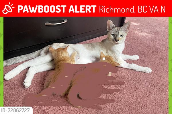 Lost Female Cat last seen S and 4 Rd, Steveston Hwy, Richmond, BC V7A 1N3