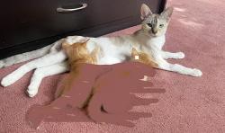 Lost Female Cat last seen S and 4 Rd, Steveston Hwy, Richmond, BC V7A 1N3
