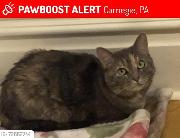 Lost Female Cat last seen Near Modern Ave, Carnegie PA 15106, Carnegie, PA 15106