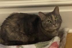 Lost Female Cat last seen Near Modern Ave, Carnegie PA 15106, Carnegie, PA 15106