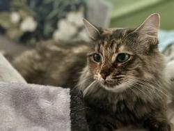 Reunited Female Cat last seen Uni first, Salt Lake City, UT 84101