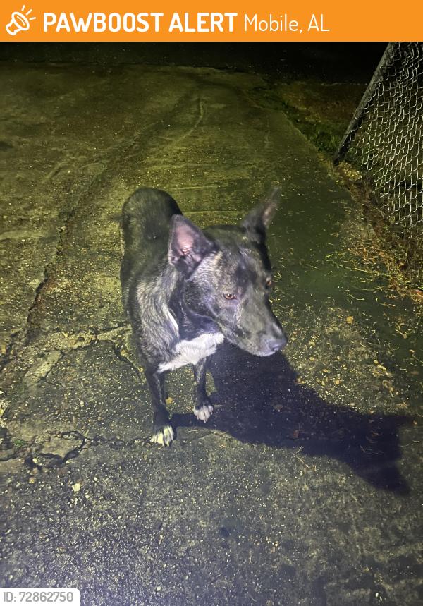 Found/Stray Male Dog last seen Woods in between hses , Mobile, AL 36612