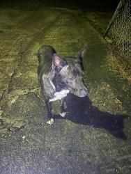 Found/Stray Male Dog last seen Woods in between hses , Mobile, AL 36612