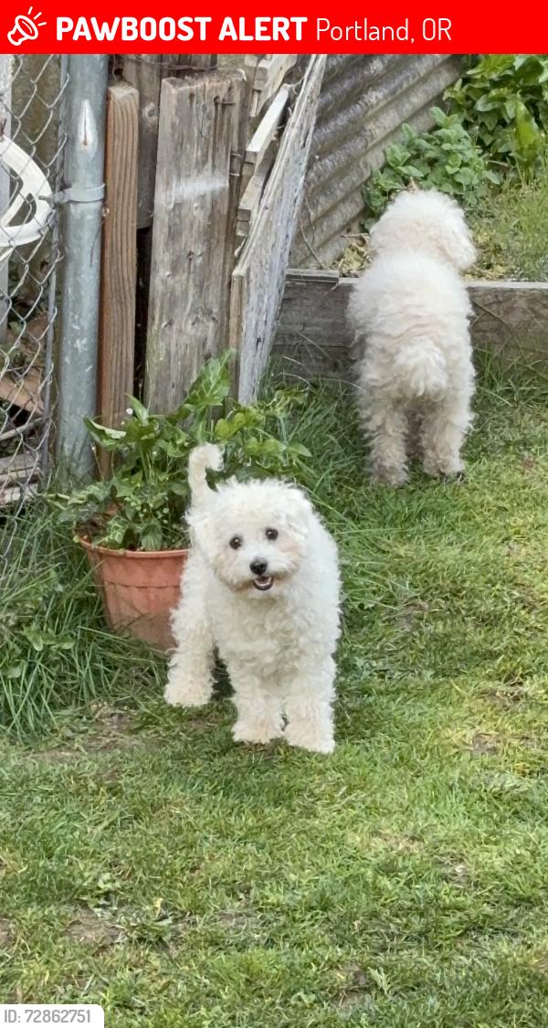Lost Male Dog last seen By applebees, Portland, OR 97086