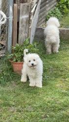 Lost Male Dog last seen By applebees, Portland, OR 97086