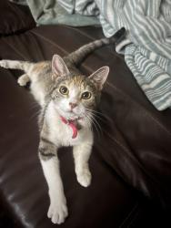 Lost Female Cat last seen S first st and de hazel street , Mill City, OR 97360