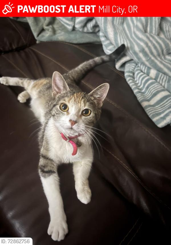 Lost Female Cat last seen S first st and de hazel street, Mill City, OR 97360