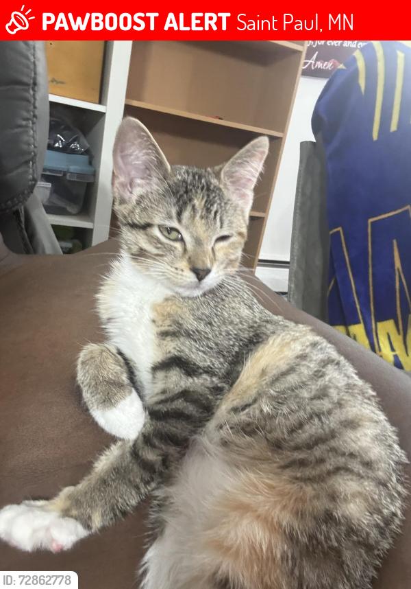 Lost Female Cat last seen Hall and Page, Saint Paul, MN 55107