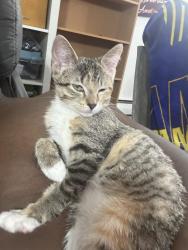 Lost Female Cat last seen Hall and Page, Saint Paul, MN 55107