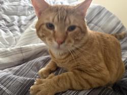 Lost Male Cat last seen Lafayette Square apmts., Mobile, AL 36609