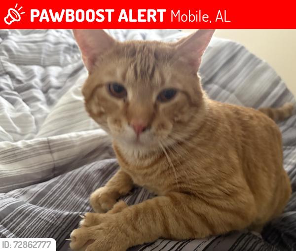 Lost Male Cat last seen Lafayette Square apmts., Mobile, AL 36609