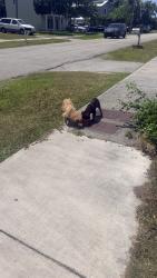 Found/Stray Unknown Dog last seen Near st and 99 ct, Palmetto Estates, FL 33157