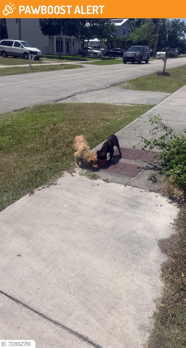 Found/Stray Unknown Dog last seen Near st and 99 ct, Palmetto Estates, FL 33157