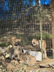 Reunited Male Dog last seen Paradise mountain road, Valley Center, CA 92082