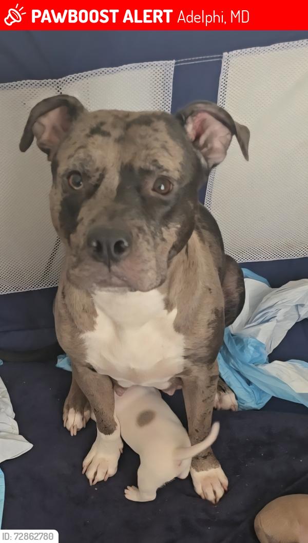 Lost Female Dog last seen Adelphi Manor Park, Adelphi, MD 20783