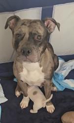 Lost Female Dog last seen Adelphi Manor Park, Adelphi, MD 20783