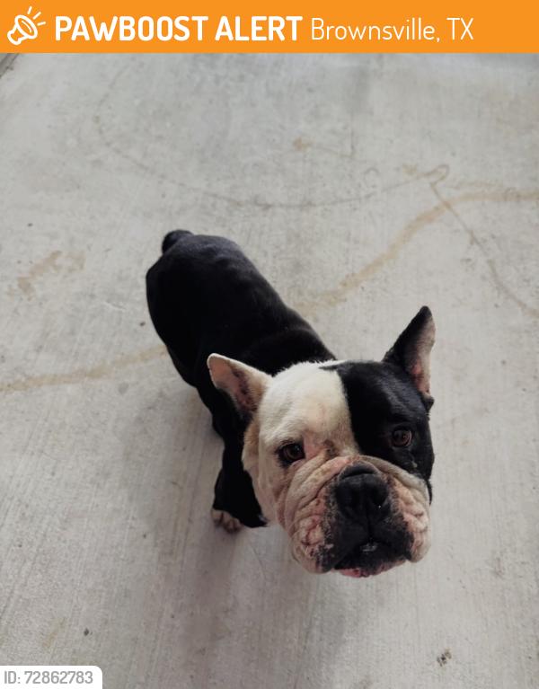 Found/Stray Unknown Dog last seen Walmart, Brownsville, TX 78520