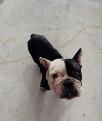 Found/Stray Unknown Dog last seen Walmart, Brownsville, TX 78520