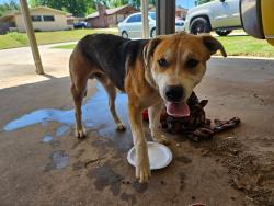 Found/Stray Male Dog last seen Nw 57th and Tulsa near north rotary park , Oklahoma City, OK 73112