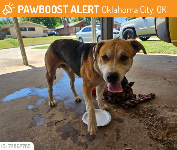 Found/Stray Male Dog last seen Nw 57th and Tulsa near north rotary park , Oklahoma City, OK 73112