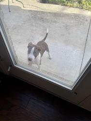 Found/Stray Unknown Dog last seen Renaissance Lane, Irving, TX 75060