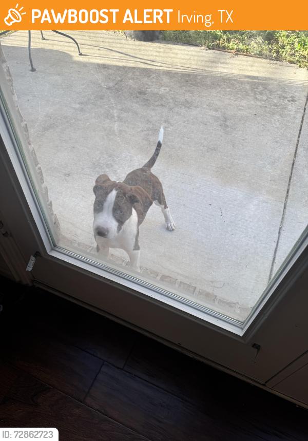 Found/Stray Unknown Dog last seen Renaissance Lane, Irving, TX 75060