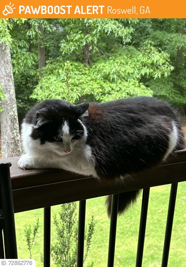 Found/Stray Unknown Cat last seen Litchfield 100, Roswell, GA 30075