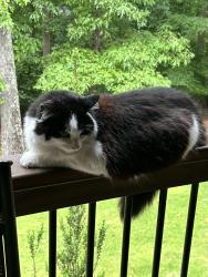 Found/Stray Unknown Cat last seen Litchfield 100, Roswell, GA 30075