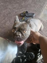 Found/Stray Female Dog last seen E and 34th St, San Bernardino, CA 92405