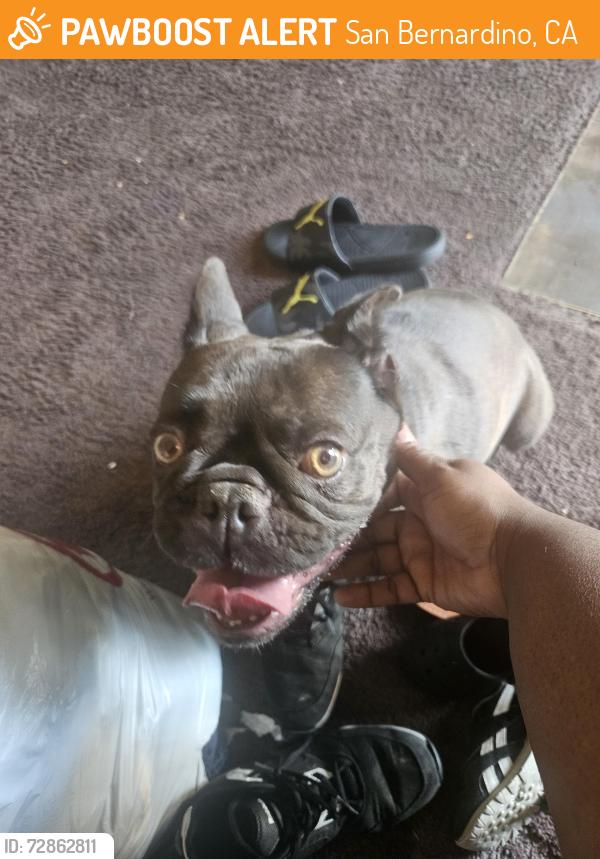 Found/Stray Female Dog last seen E and 34th St, San Bernardino, CA 92405