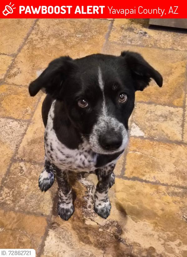 Lost Female Dog last seen Gleed Station road and Pineveta, Yavapai County, AZ 86320