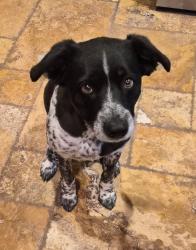 Lost Female Dog last seen Gleed Station road and Pineveta, Yavapai County, AZ 86320