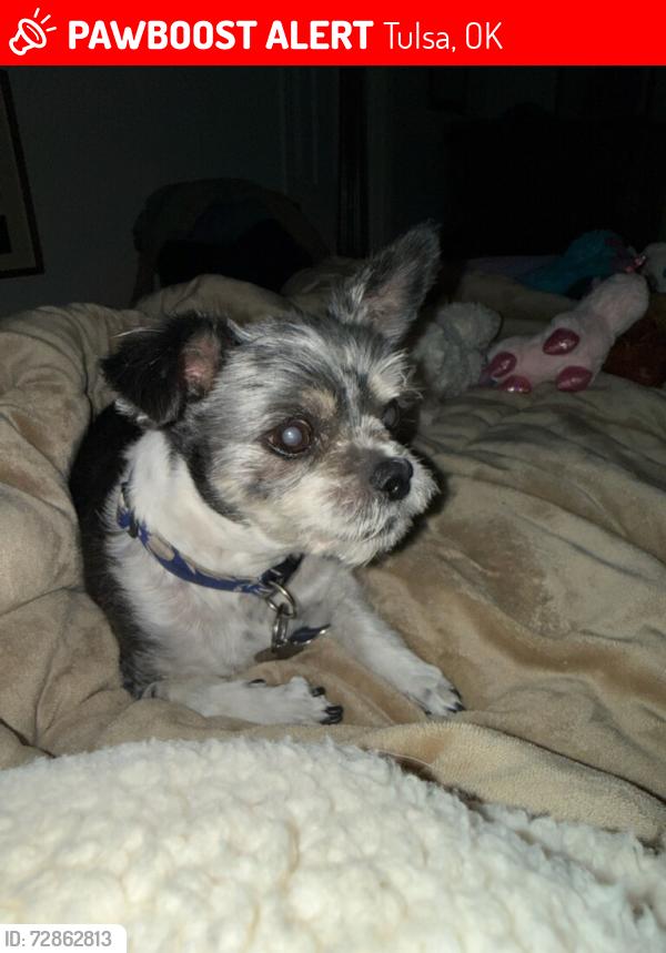 Lost Male Dog last seen Hoosier Bus Lot, Tulsa, OK 74116