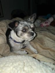 Lost Male Dog last seen Hoosier Bus Lot, Tulsa, OK 74116